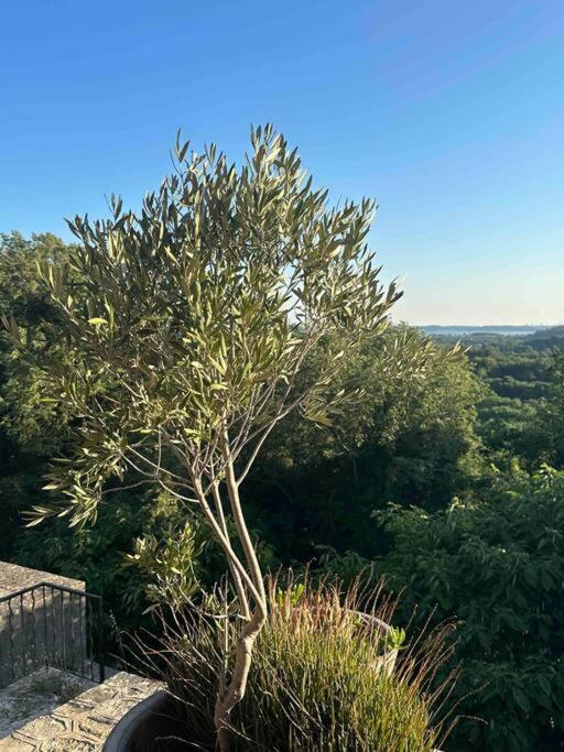 Sous Le « Figuier » Villa Cornillon-Confoux Dış mekan fotoğraf
